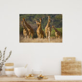 Afrika. Kenia. Herd van geënte Giraffes op Poster (Keuken)