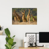 Afrika. Kenia. Herd van geënte Giraffes op Poster (Thuiskantoor)