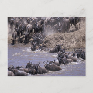 Afrika, Kenia, het Nationale Park van Masai Mara Briefkaart