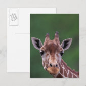 Afrika, Kenia, Impala Ranch. Netvormig Briefkaart (Voorkant / Achterkant)