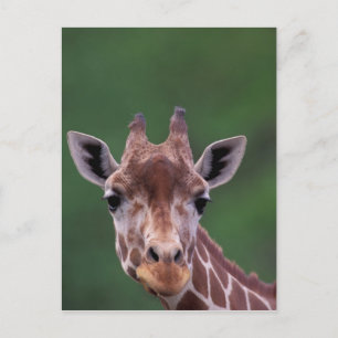 Afrika, Kenia, Impala Ranch. Netvormig Briefkaart