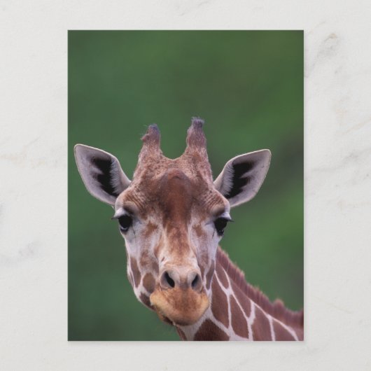 Afrika, Kenia, Impala Ranch. Netvormig Briefkaart (Voorkant)