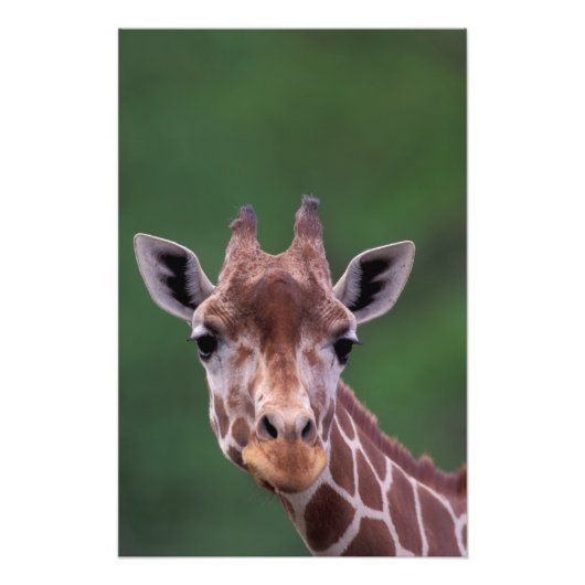 Afrika, Kenia, Impala Ranch. Netwerk- Foto Afdruk (Voorkant)