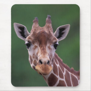 Afrika, Kenia, Impala Ranch. Netwerk- Muismat
