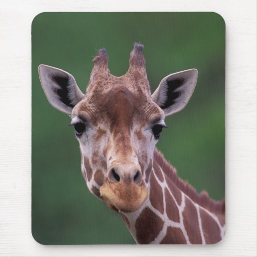 Afrika, Kenia, Impala Ranch. Netwerk- Muismat (Voorkant)