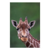 Afrika, Kenia, Impala Ranch. Reticated Foto Afdruk (Voorkant)