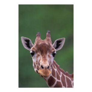 Afrika, Kenia, Impala Ranch. Reticated Foto Afdruk