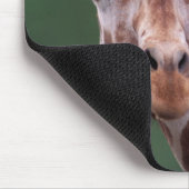 Afrika, Kenia, Impala Ranch. Reticated Muismat (Hoek)