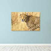 Afrika. Kenia. Jachtluipaard in Nationaal park Sam Canvas Afdruk (Insitu (Houten vloer))