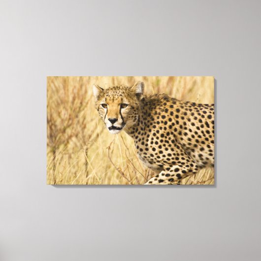 Afrika. Kenia. Jachtluipaard in Nationaal park Sam Canvas Afdruk (Voorkant)