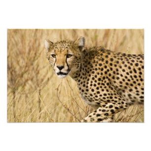 Afrika. Kenia. Jachtluipaard in Nationaal park Sam Foto Afdruk