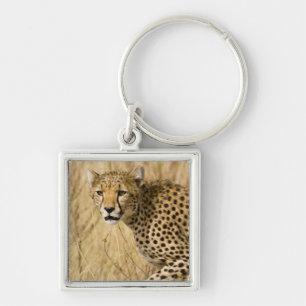 Afrika. Kenia. Jachtluipaard in Nationaal park Sam Sleutelhanger