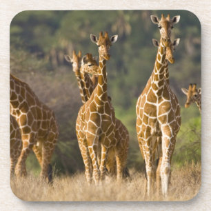 Afrika. Kenia. kudde gelede Giraffes Bier Onderzetter