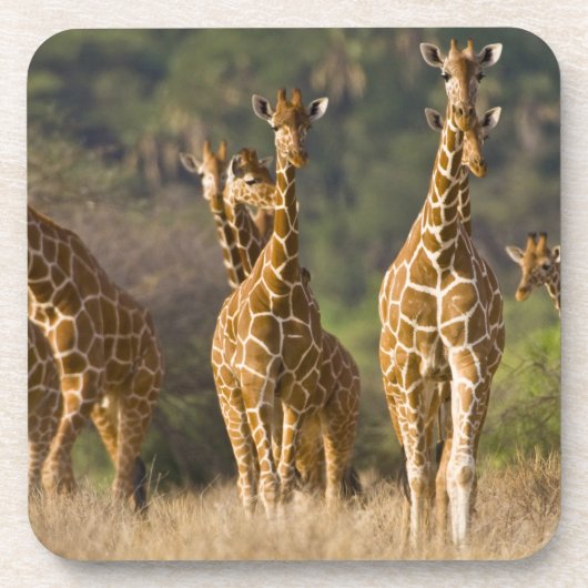 Afrika. Kenia. kudde gelede Giraffes Bier Onderzetter (Voorkant)