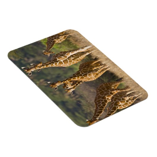 Afrika. Kenia. kudde gelede Giraffes Magneet (Rechterzijde)