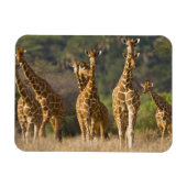 Afrika. Kenia. kudde gelede Giraffes Magneet (Horizontaal)