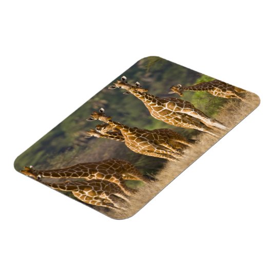 Afrika. Kenia. kudde gelede Giraffes Magneet (Linkerzijde)