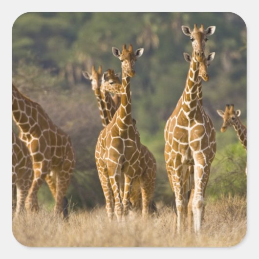 Afrika. Kenia. kudde gelede Giraffes Vierkante Sticker (Voorkant)
