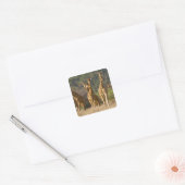 Afrika. Kenia. kudde gelede Giraffes Vierkante Sticker (Envelop)
