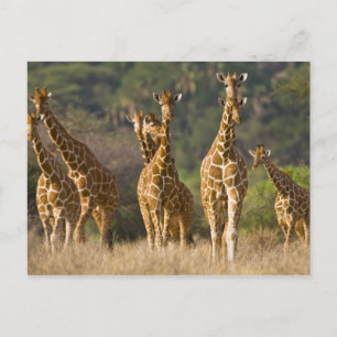 Afrika. Kenia. Kudde netgiraffen Briefkaart