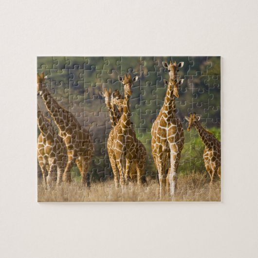 Afrika. Kenia. Kudde netgiraffen Legpuzzel (Horizontaal)