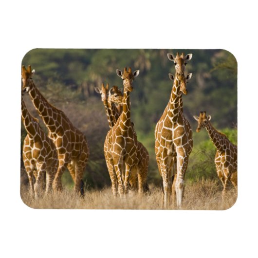 Afrika. Kenia. Kudde netgiraffen Magneet (Horizontaal)