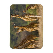 Afrika. Kenia. Kudde netgiraffen Magneet (Verticaal)