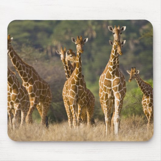 Afrika. Kenia. Kudde netgiraffen Muismat (Voorkant)