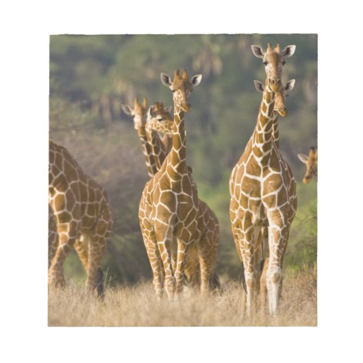 Afrika. Kenia. Kudde netgiraffen Notitieblok (Voorkant)