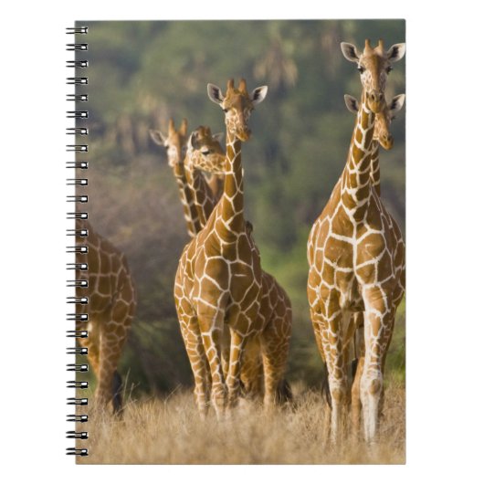 Afrika. Kenia. Kudde netgiraffen Notitieboek (Voorkant)
