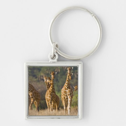 Afrika. Kenia. Kudde netgiraffen Sleutelhanger (Voorkant)