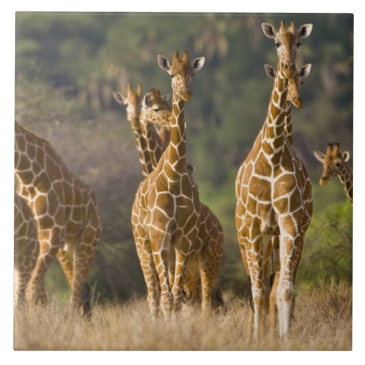 Afrika. Kenia. Kudde netgiraffen Tegeltje (Voorkant)