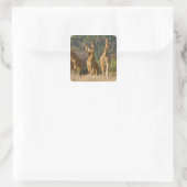 Afrika. Kenia. Kudde netgiraffen Vierkante Sticker (Tas)