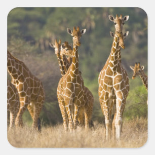 Afrika. Kenia. Kudde netgiraffen Vierkante Sticker