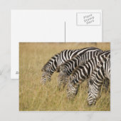 Afrika, Kenia, Maasai Mara Briefkaart (Voorkant / Achterkant)