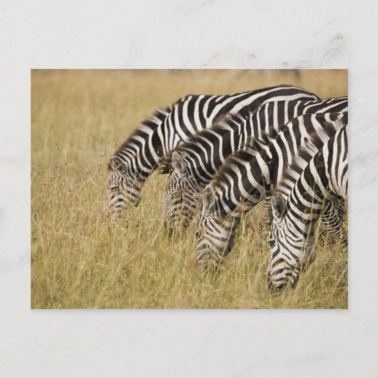Afrika, Kenia, Maasai Mara Briefkaart (Voorkant)