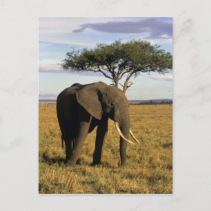 Afrika, Kenia, Maasai Mara. Een olifant in de Briefkaart