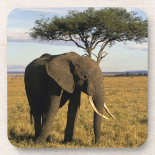Afrika, Kenia, Maasai Mara. Een olifant in de Onderzetter