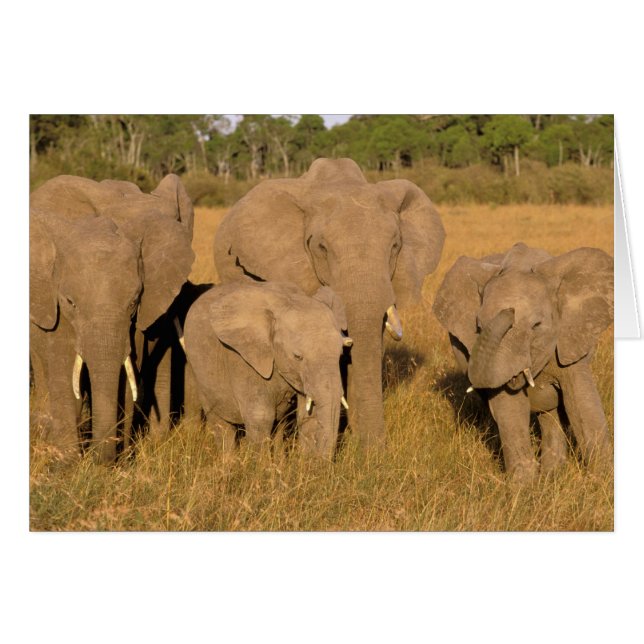 Afrika, Kenia, Masai Mara. Afrikaanse Olifant (Voorkant Horizontaal)