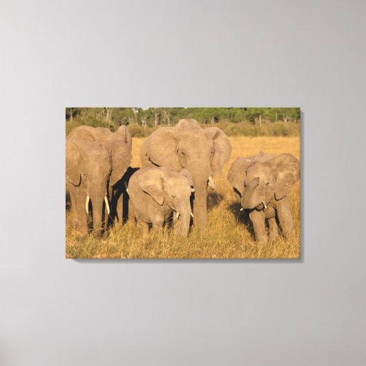 Afrika, Kenia, Masai Mara. Afrikaanse olifant Canvas Afdruk (Voorkant)