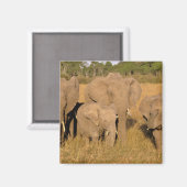 Afrika, Kenia, Masai Mara. Afrikaanse Olifant Magneet (Voorkant / Achterkant)