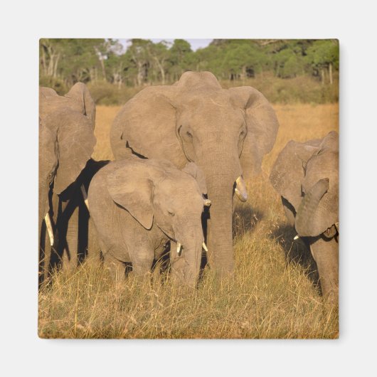 Afrika, Kenia, Masai Mara. Afrikaanse Olifant Magneet (Voorkant)