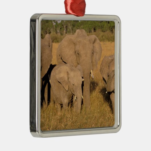 Afrika, Kenia, Masai Mara. Afrikaanse olifant Metalen Ornament (Rechts)