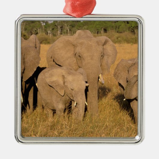Afrika, Kenia, Masai Mara. Afrikaanse olifant Metalen Ornament (Voorkant)
