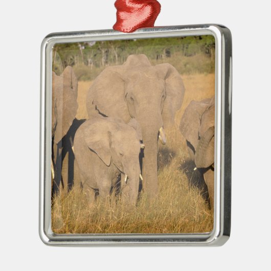 Afrika, Kenia, Masai Mara. Afrikaanse olifant Metalen Ornament (Links)