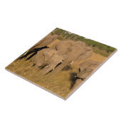 Afrika, Kenia, Masai Mara. Afrikaanse olifant Tegeltje (Zijkant)