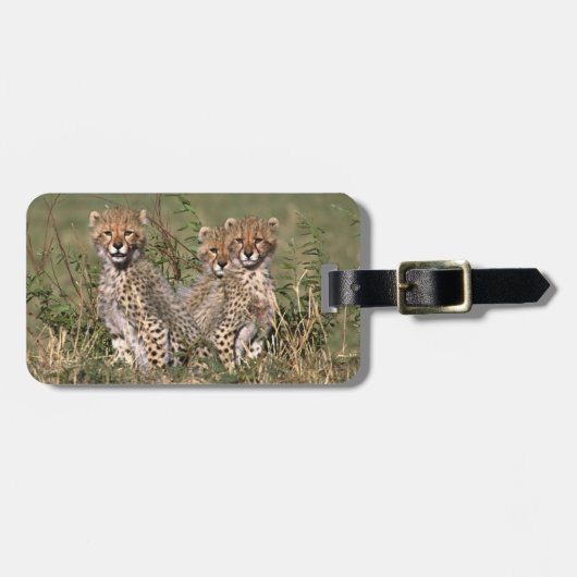 Afrika; Kenia; Masai Mara; Drie jachtluipaardwelpe Bagagelabel (Voorkant horizontaal)