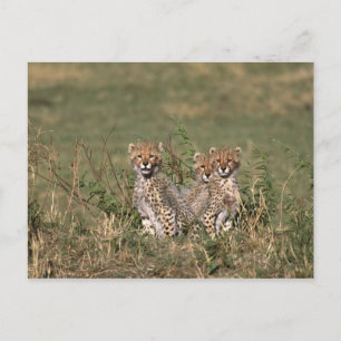 Afrika; Kenia; Masai Mara; Drie jachtluipaardwelpe Briefkaart