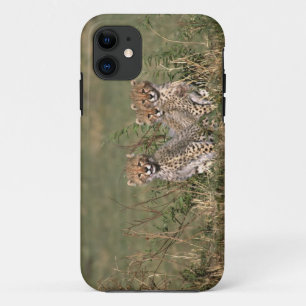 Afrika; Kenia; Masai Mara; Drie jachtluipaardwelpe iPhone 11 Hoesje