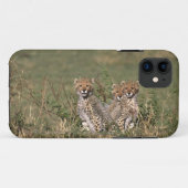 Afrika; Kenia; Masai Mara; Drie jachtluipaardwelpe Case-Mate iPhone Case (Achterkant (horizontaal))